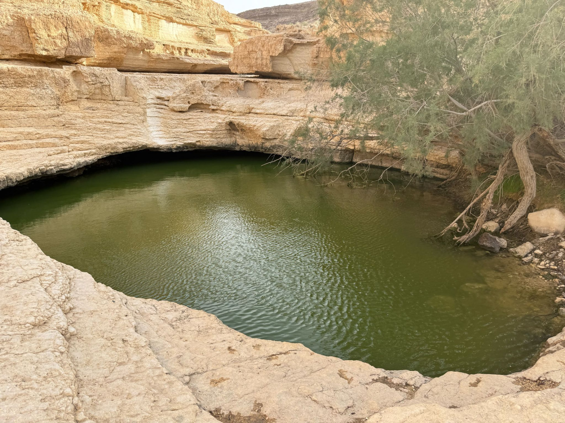 בריכת מים ירקרקה למרגלות צוקים בהירים, עם עץ נוטה מעל המים
